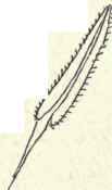 Stamen.