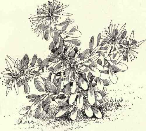 Vernal Whitlow Grass Draba verna 197
