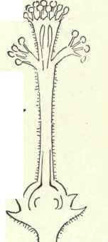 Vertical section of column, ovary, etc.
