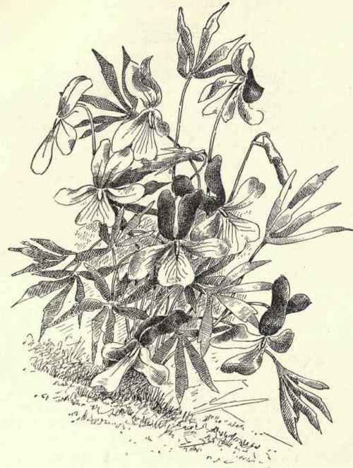 Viola pedata bicolor.