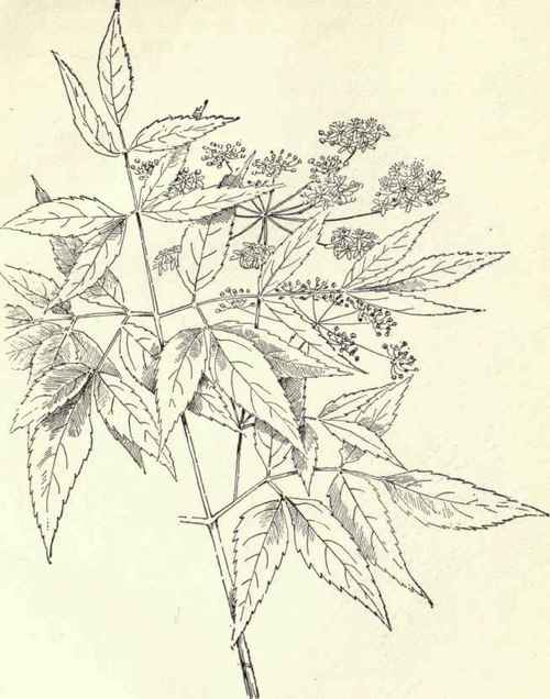 Water Hemlock Cicuta maculata 67