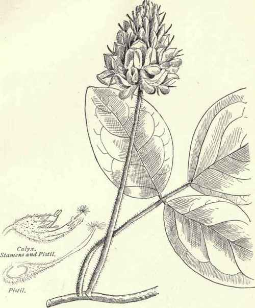 Wild Mint Mentha Canadensis 132