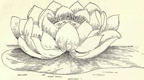 Yellow Pond Lily Spatter Dock Plate III Nymphaea a 61