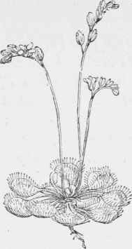 Drosera Rotundifolia