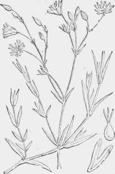 Fig. 62. Stellaria graminea.