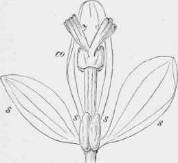 Flower of Polygala vulgaris.