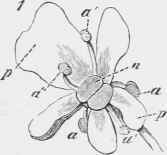 Flower of the Wild Chervil in the first (male) state.