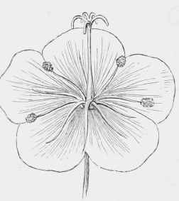 Geranium pratense (older flower). The stamens have retired, and the stigmas are expanded.