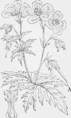 Geranium pratense.