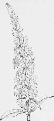 Lythrum Salicaria