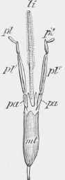 Of Chelostoma