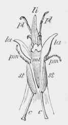 Of Panurgus
