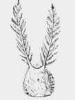 Of the Wheat; which are anemophilous