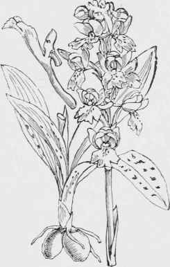 Orchis mascula.