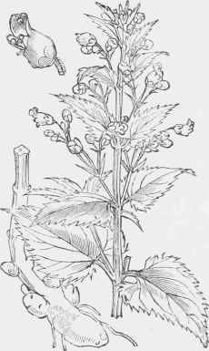 Scrophularia nodosa.