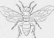Sphecodes