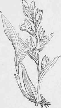 The genus Cephalanthera 