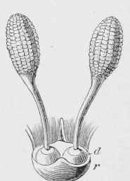 The two pollinia