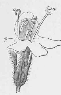 Thymus serpyllum, in the first condition, with ripe stamens.