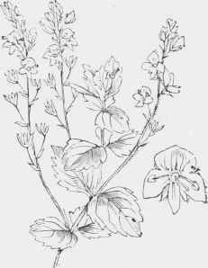 Veronica Chamcedrys.