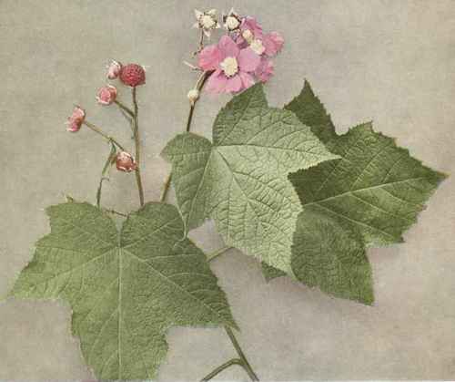 Purple Flowering Raspberry; Thimbleberry