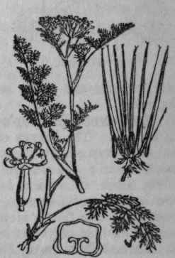11. Shepherd's Needle.