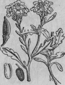 123. Sea Rocket.
