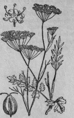 8. Burnet Saxifrage.