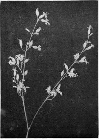Bladder Campion.