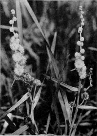 Bur Reed.