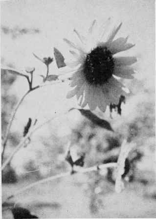 Common Sunflower.