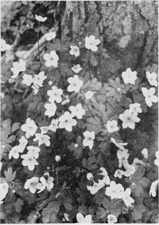 False Rue Anemone.