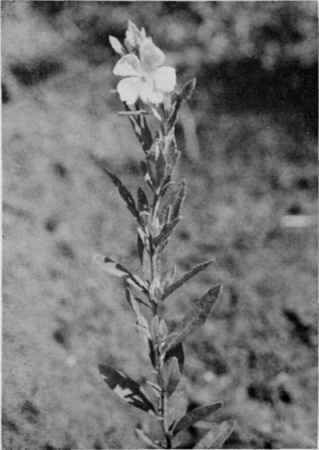 Frostweed.