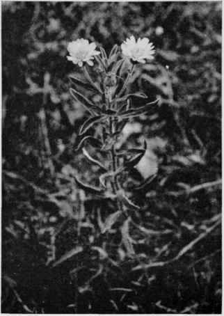 Golden Aster.