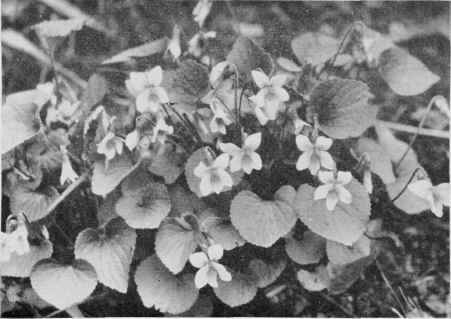 Hairy Blue Violet.