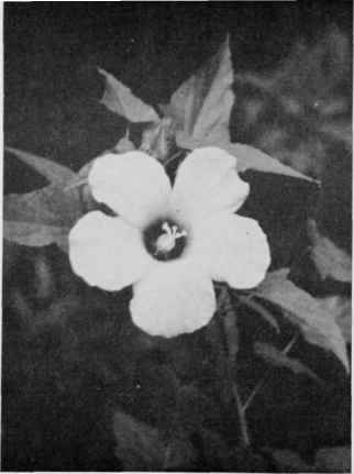 Halberd Leaved Rose Mallow.