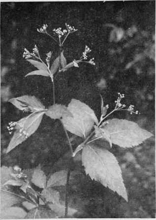 Honewort.