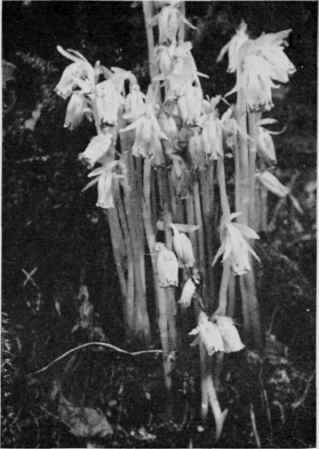 Indian Pipe.