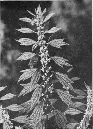 Motherwort.