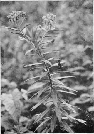 Orange Butterfly Weed (Pleurisy Root).
