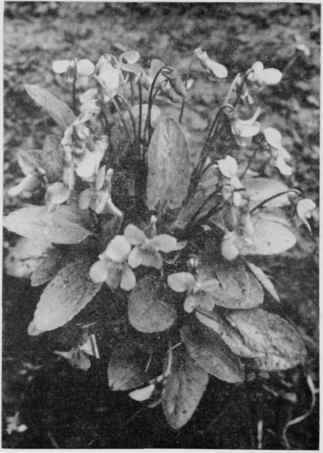 Ovate Leaved Violet.
