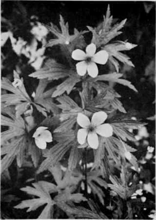 Prairie Anemone (Canada Anemone).