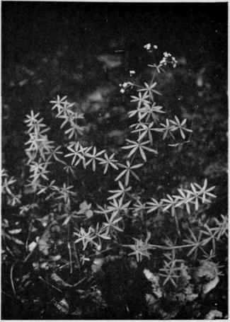 Small Bedstraw.