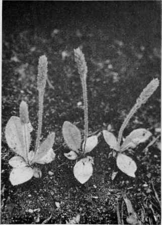 Small Plantain.