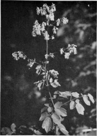 Tall Meadow Rue.