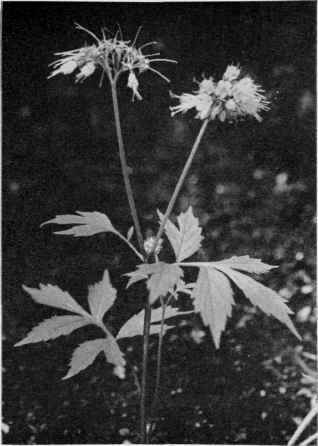 Virginia Waterleaf.