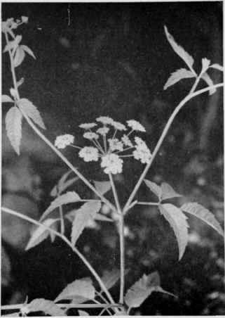 Water Hemlock.
