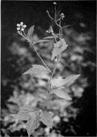 White Avens.
