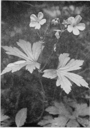 Wild Geranium (Cranesbill).