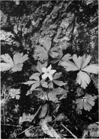 Wood Anemone (Wind Flower).